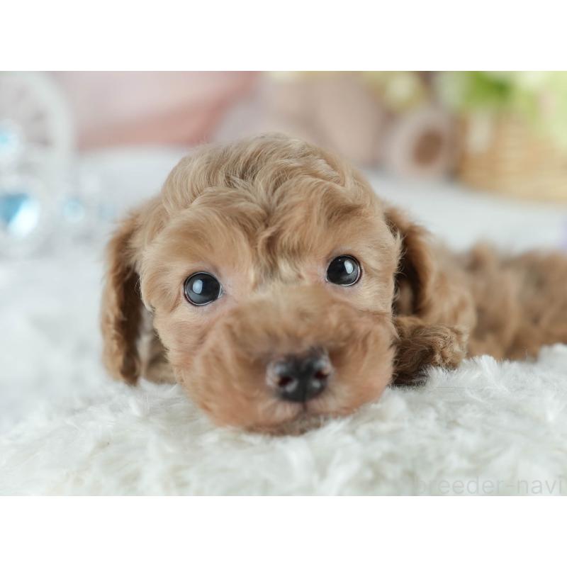 成約済の茨城県のトイプードル-413683の6枚目